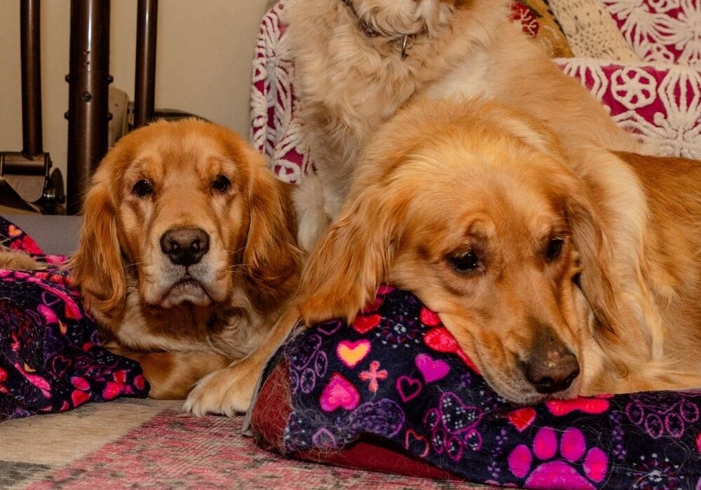 Bonded pair of fosters, Ellie and Sage