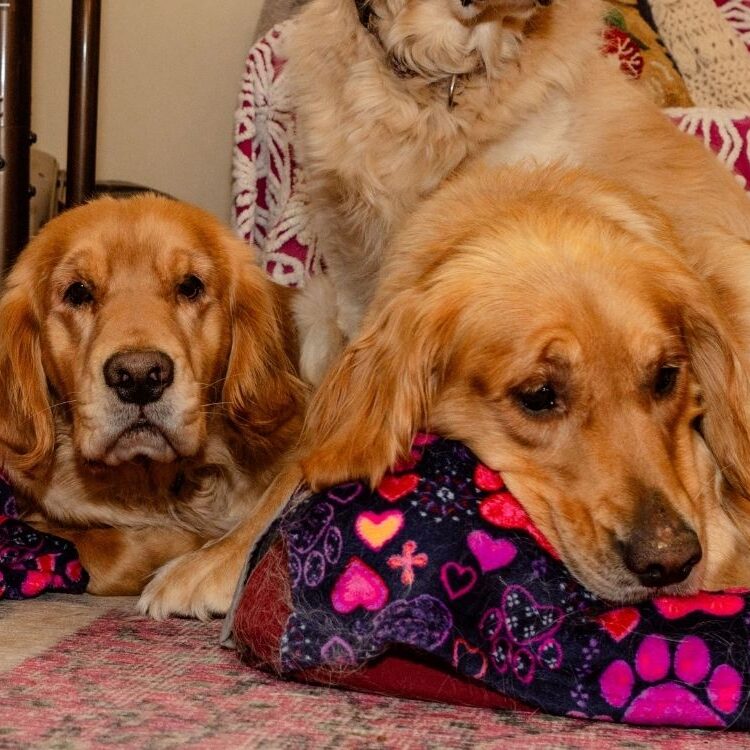 Bonded pair of fosters, Ellie and Sage